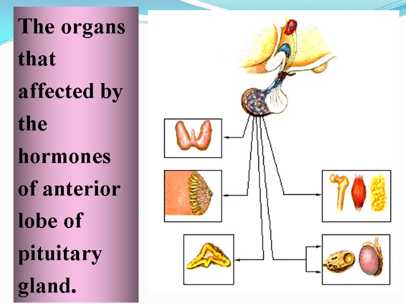 The organs that affected by the hormones  of anterior lobe of pituitary gland.